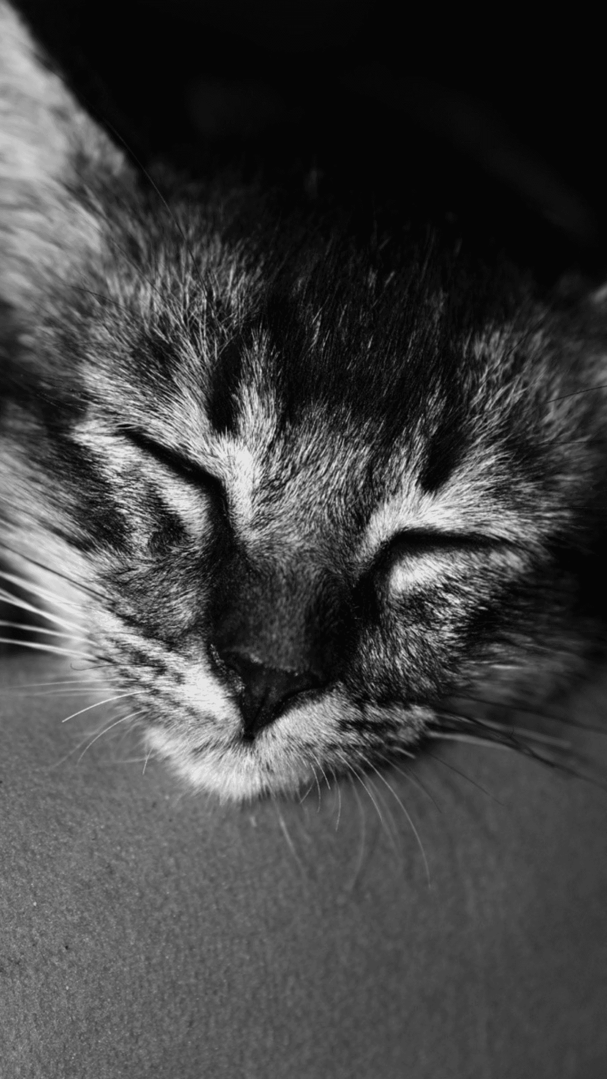 Sleeping cat scene